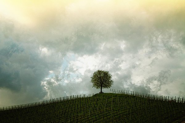 Baum vor Himmel Baum vor Himmel